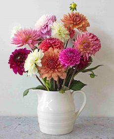 dahlias