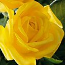 roseyellow