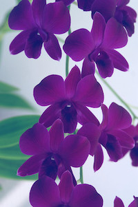 dendrobium spray