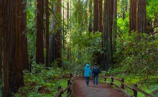 muir woods