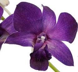 dendrobium2