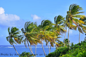 palmtrees breeze