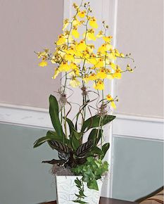 oncidium