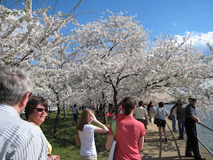 cherryblossom1 mine