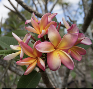 plumeria